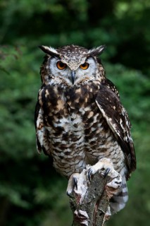 Cape Eagle Owl