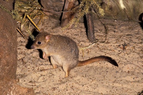 Brush Tailed Bettong