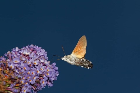 Hummingbird Hawk Moth