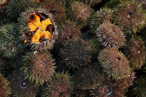 Sea Urchin