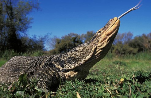 Water monitor