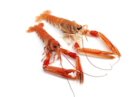 DUBLIN BAY PRAWN OR NORWAY LOBSTER OR SCAMPI ephrops norvegicus ON A WHITE BACKGROUND