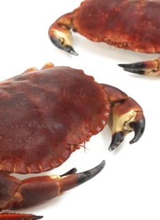 Edible crab