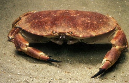 Edible Crab
