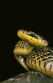 Tropical Caninana