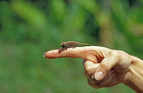 Pygmy or Leaf chameleon