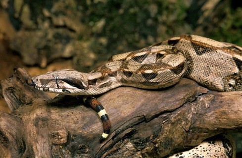 Boa Constrictor