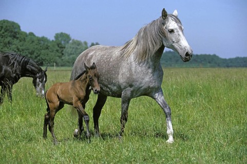 LUSITANO HORSE