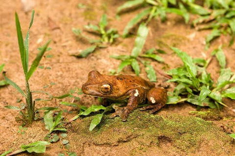 Frog