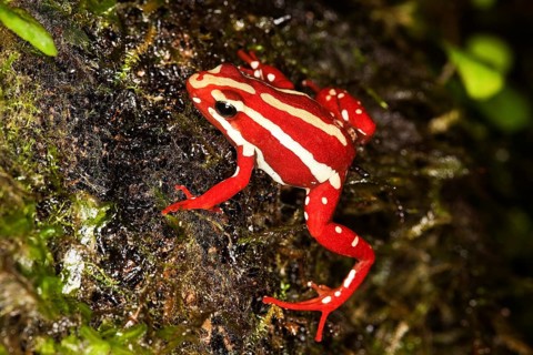 Phantasmal poison frog