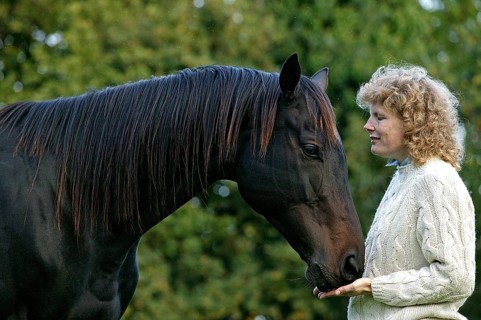 ENGLISH THOROUGHBRED HORSE
