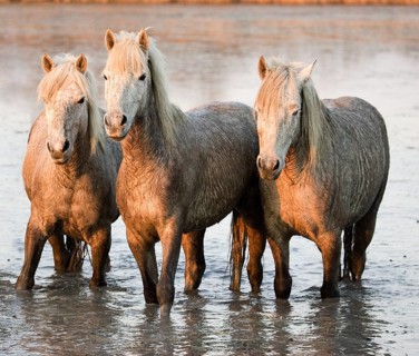 CAMARGUE HORSE