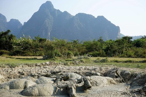 Water buffalo in mud hole