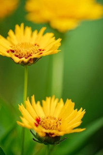Tick seed