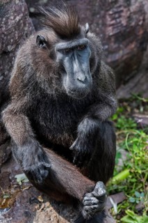 Celebes crested macaque