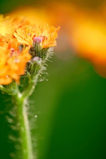 Fox and cubs