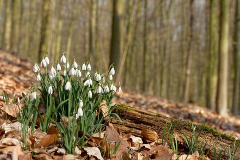 Common snowdrop