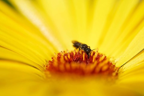Shaggy bee