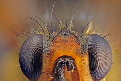 Yellow manure fly