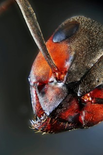 Red ant