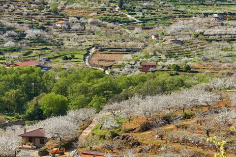 Cherry trees