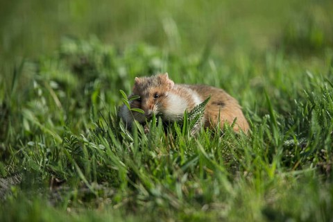 European Hamster