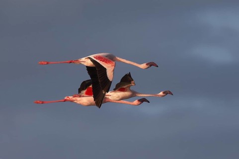 Lesser Flamingo