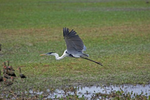 Cocoi heron