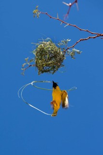 Southern Masked Weaver