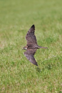 Saker falcon