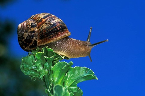Brown garden snail