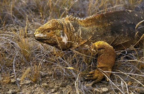 Galapagos Land Iguana