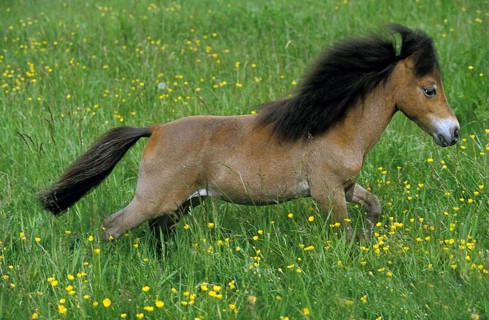 American miniature horse