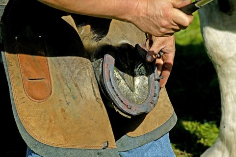 Farrier with Percheron horse hammering a nail into the horse's newly fitted horseshoe