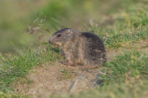 Alpine Marmot
