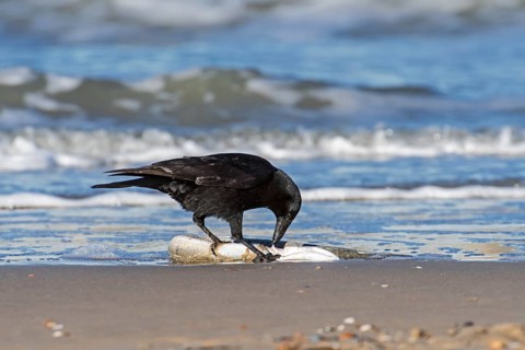 Carrion crow