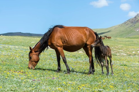 Horses in the steppe