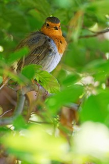 European robin