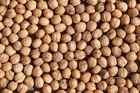 Persian walnut