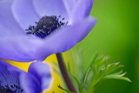 Blossom of a anemone