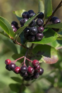 Black Chokeberry