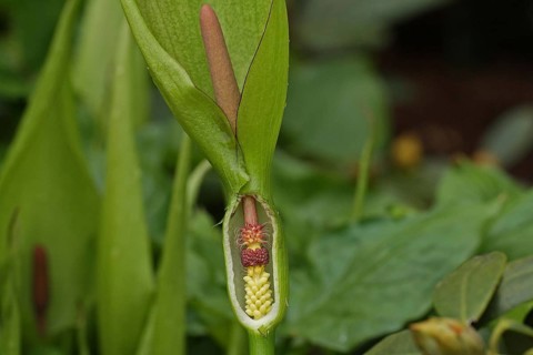 Spotted arum