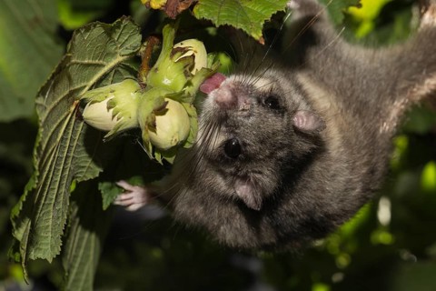 Fat dormouse