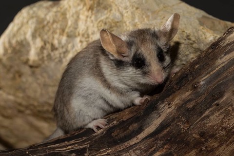 Asian garden dormouse