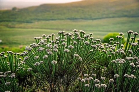 Fynbos