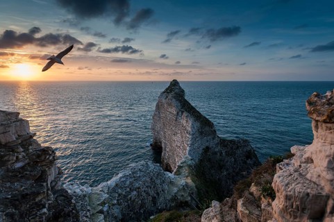 Coast with chalk cliffs and a seagull in flight