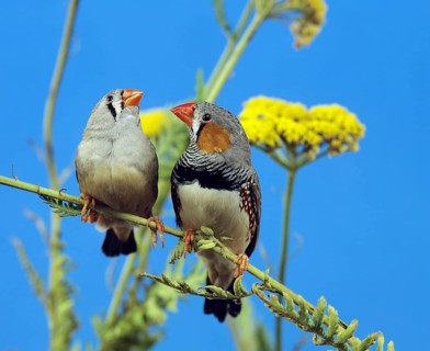 Zebra Finch