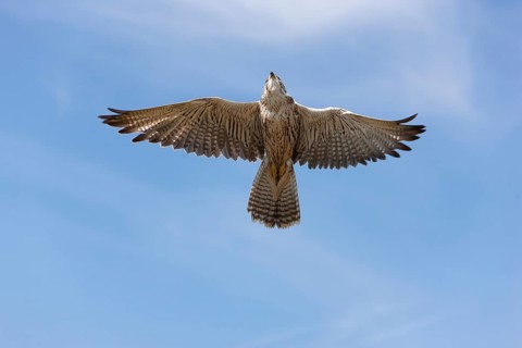 Saker falcon