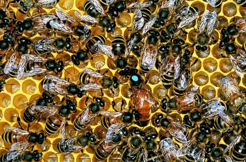 Honey bee