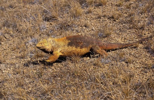 Galapagos Land Iguana